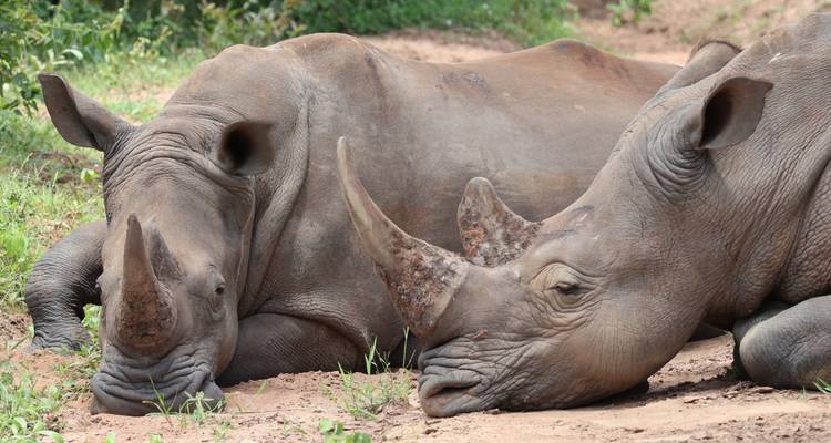 Dos rinocerontes descansando en el suelo entre follaje verde.