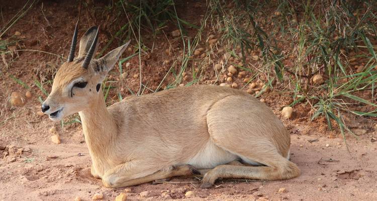 Antílope joven acostado en suelo arenoso cerca de hierba.