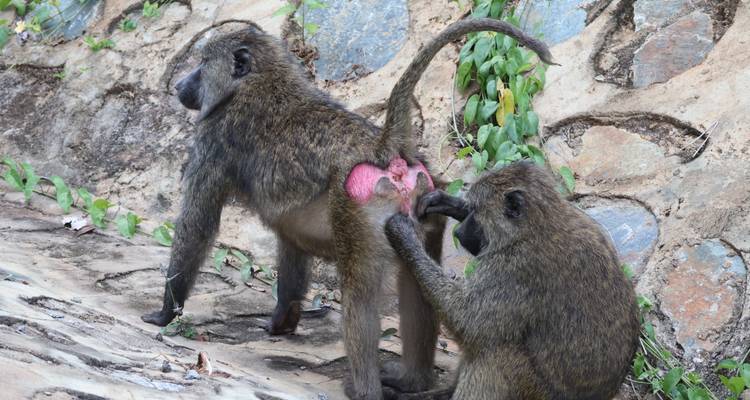 Dos babuinos interactuando cerca de un sendero con plantas.