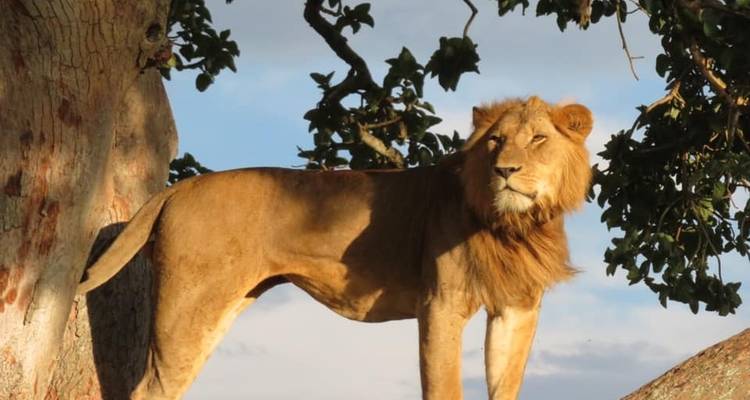 15 days discovery of  Uganda & Tanzania - Mukisa Safaris Uganda 9