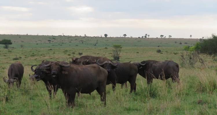 15 days discovery of  Uganda & Tanzania - Mukisa Safaris Uganda 10