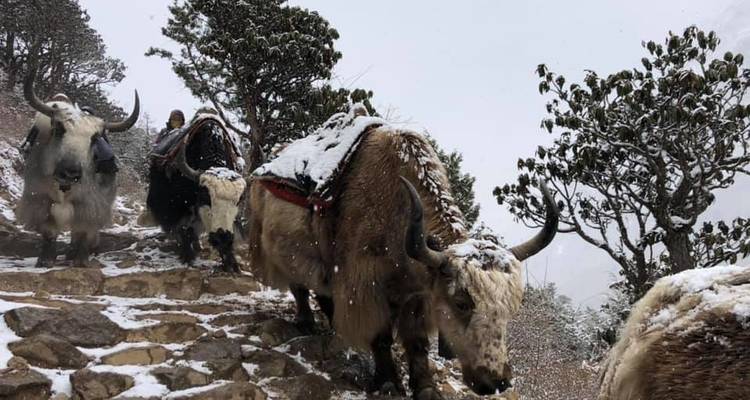 Escalada al campamento base del Everest y al pico Lobuche - Adventure Himalayan Travels 10