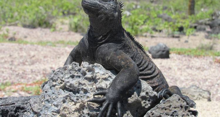 Galapagos Harmony - 7 jours - Cami Adventures 2