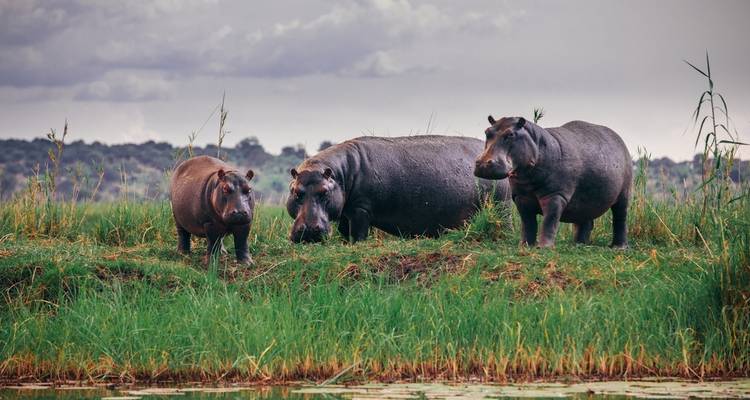 Three hippos in a grassy area near water.