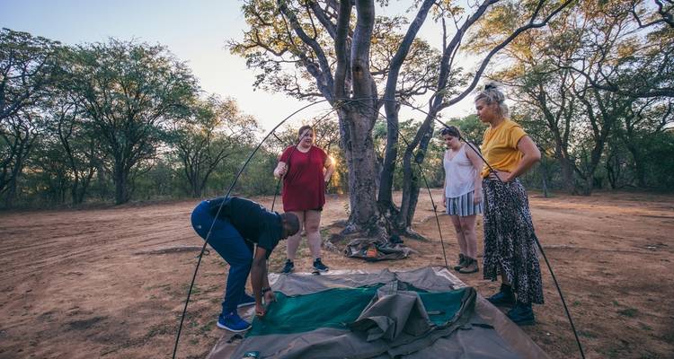 People setting up a tent under a tree.