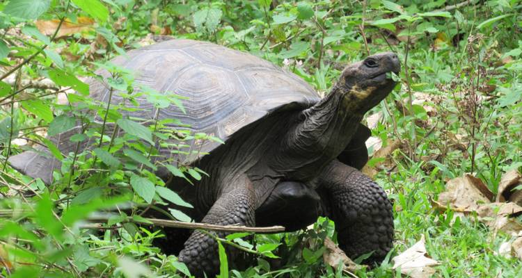 Explore Quito and Galapagos (8 Days) - Cami Adventures 6