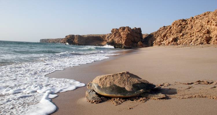 Meeresschildkröte, die an einem Sandstrand mit Felsklippen ruht.
