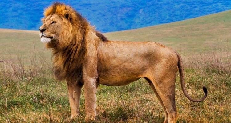A lion standing in a grassy savannah.