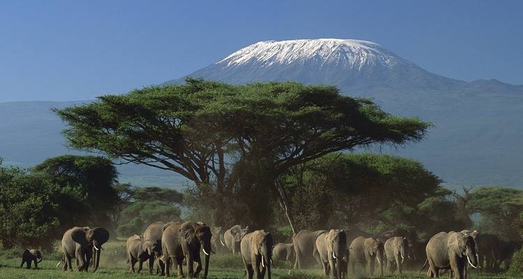 Safari y Ascensión al Kilimanjaro - 10 días - Kilisa Tours & Safaris 2