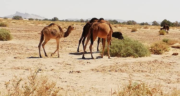 Camellos pastando en un desierto con vegetación escasa.