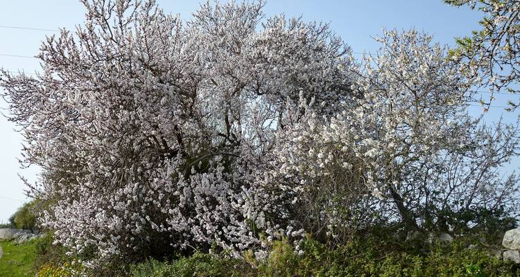 Apulia & Basilicata: A Slow Taste of the South - My Art Collection Travel 7