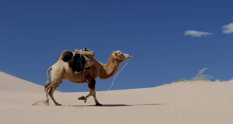 Voyage en Mongolie 8J/7N - Trip De Nomadic 6