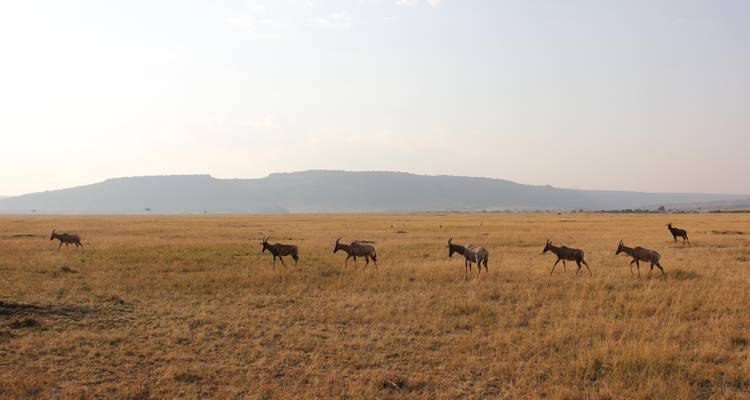 Safari de 4 jours au Maasai Mara et au lac Nakuru - Dallago Tours Kenya-Tanzania 7