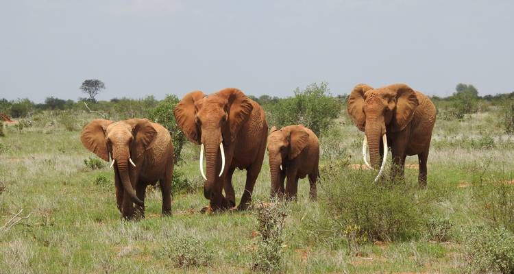 Safari de 4 jours au Maasai Mara et au lac Nakuru - Dallago Tours Kenya-Tanzania 10