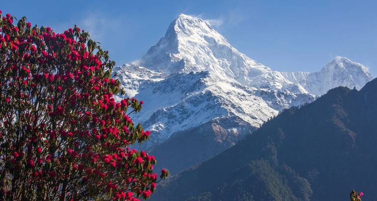 4 jours Ghorepani Poon Hill Trek - Oriental Journeys Pvt. Ltd. 9