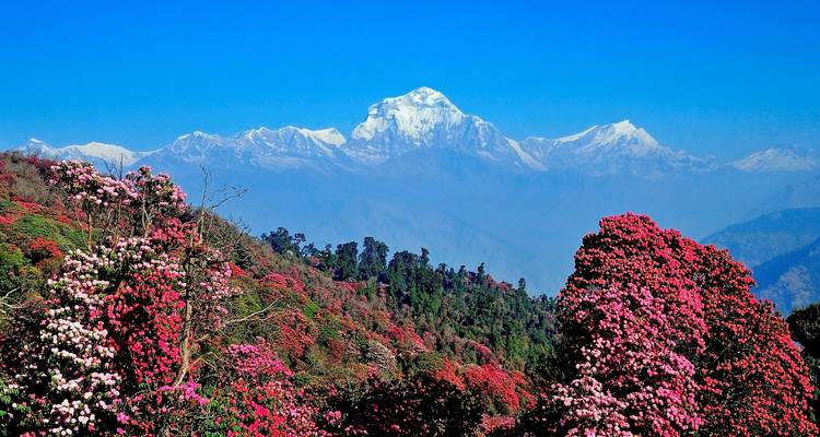 4 jours Ghorepani Poon Hill Trek - Oriental Journeys Pvt. Ltd. 10