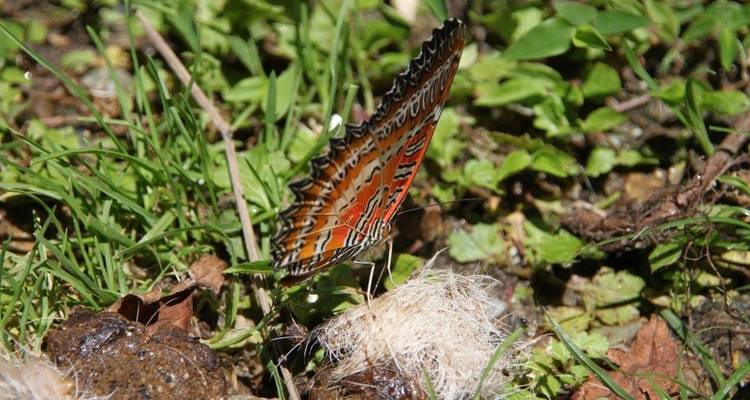 Plan rapproché d'un papillon coloré au sol.