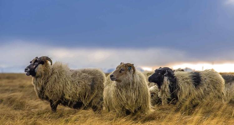 7 day Self-drive tour | Winter Wonders and Delicious Detours - Iceland Travel 2