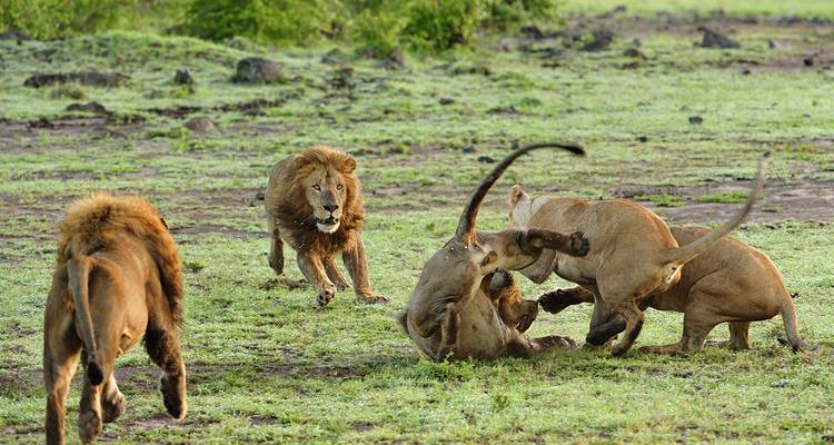 4 jours de safari en camping en Tanzanie - Hazzes Adventure 3