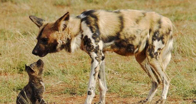 4 jours de safari en camping en Tanzanie - Hazzes Adventure 1