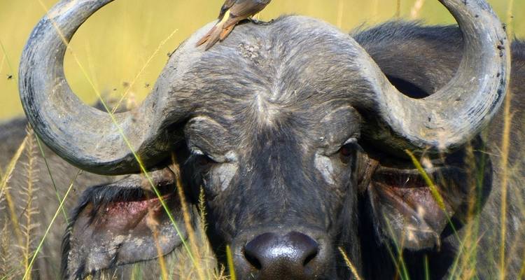 4 jours de safari en camping en Tanzanie - Hazzes Adventure 6