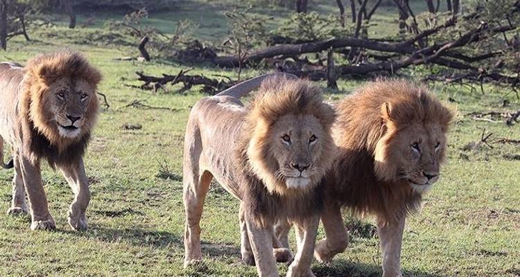4 jours de safari en camping en Tanzanie - Hazzes Adventure 8