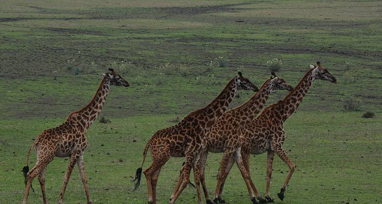 Grupo de jirafas caminando a través de la sabana abierta.
