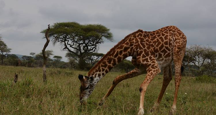 Jirafa pastando en una sabana herbosa con árboles al fondo.