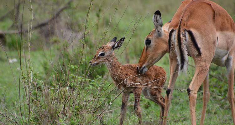Madre impala acariciando a su cría en un entorno herboso.