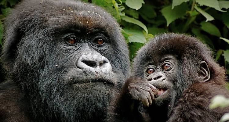 Safari a Ruanda con el Gorila y el Genocidio - Ovacado Adventures 2