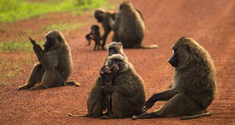 Safari a Ruanda con el Gorila y el Genocidio - Ovacado Adventures 7