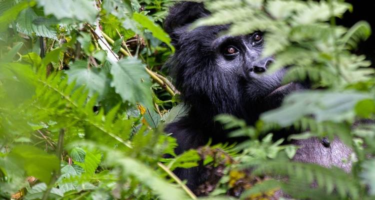 Safari a Ruanda con el Gorila y el Genocidio - Ovacado Adventures 4