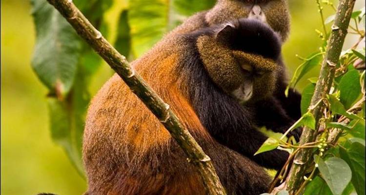 Trek au Rwanda pour observer les gorilles et les singes dorés - Ovacado Adventures 6