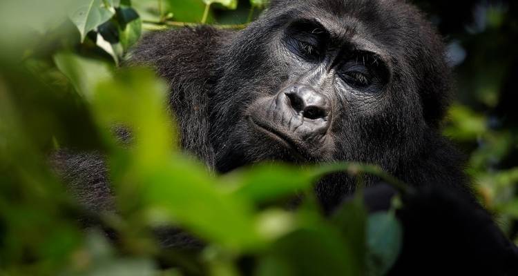 Trek au Rwanda pour observer les gorilles et les singes dorés - Ovacado Adventures 8