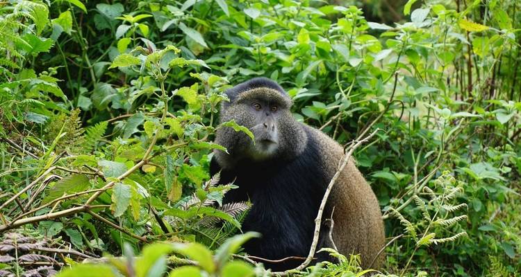 Trek au Rwanda pour observer les gorilles et les singes dorés - Ovacado Adventures 4