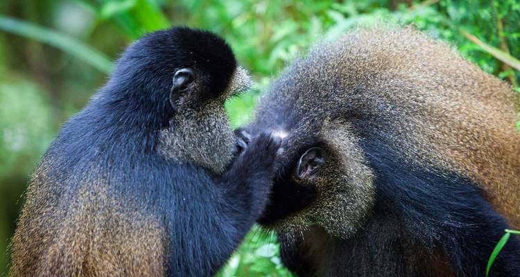 Trek au Rwanda pour observer les gorilles et les singes dorés - Ovacado Adventures 2
