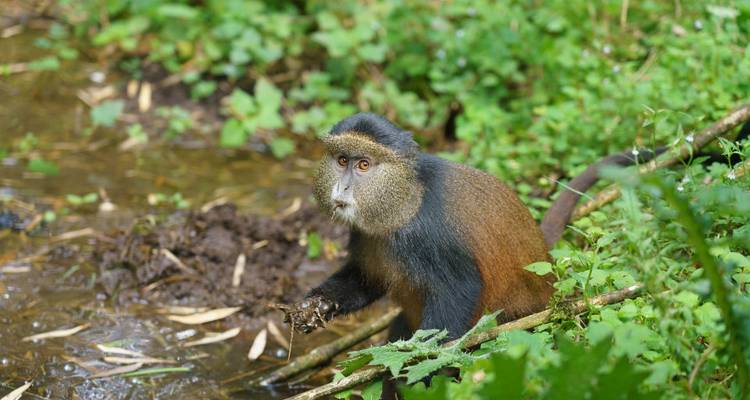 Trek au Rwanda pour observer les gorilles et les singes dorés - Ovacado Adventures 3