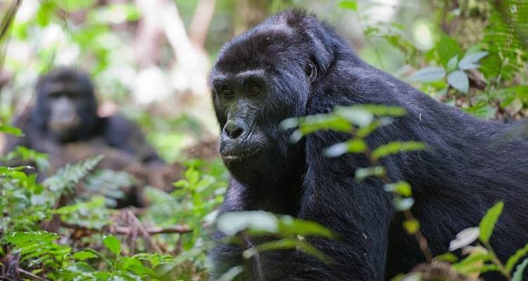 Trek au Rwanda pour observer les gorilles et les singes dorés - Ovacado Adventures 1