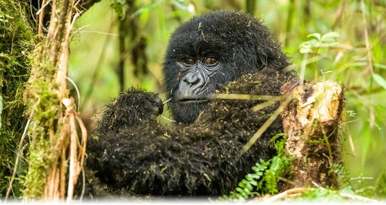 Uganda Gorilla and Wildlife Safari - Ovacado Adventures 1