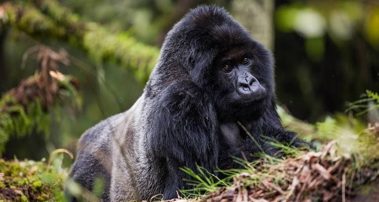 Gorilla rust te midden van het groen.