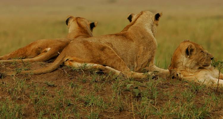 Uganda Gorilla and Wildlife Safari - Ovacado Adventures 3