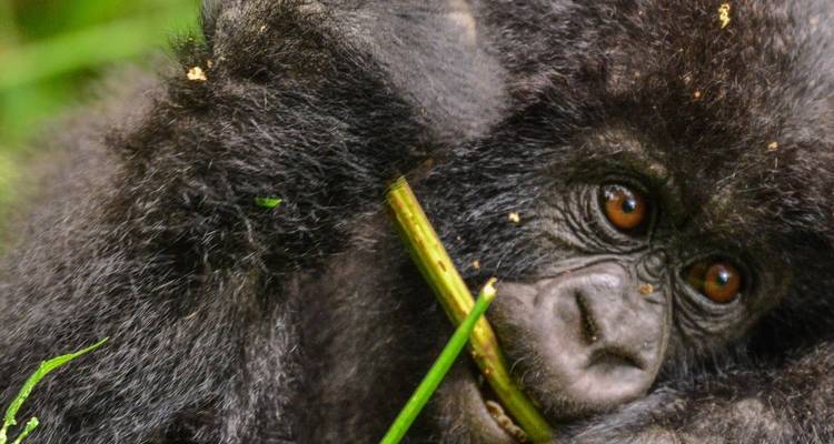 Uganda Gorilla and Wildlife Safari - Ovacado Adventures 4