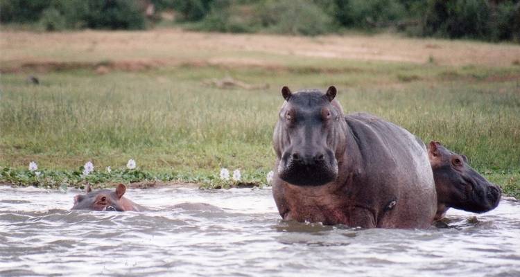 Vacances à Murchison Falls avec observation des Big 5 - Ovacado Adventures 1