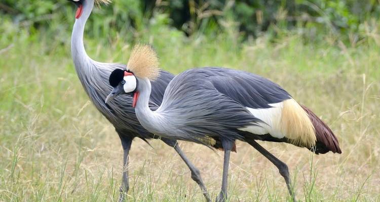 Lo mejor de Uganda - exclusivo - Ovacado Adventures 3