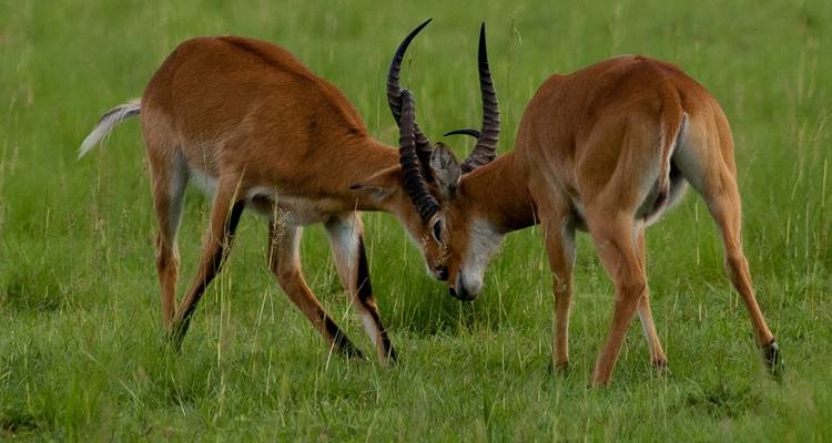 Safaris de primates en Ruanda - Ovacado Adventures 6