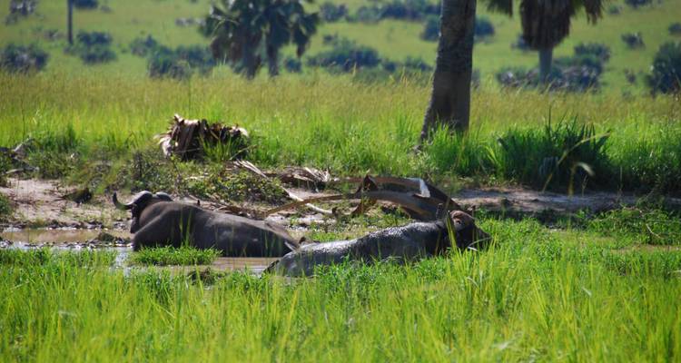 Safaris de primates en Ruanda - Ovacado Adventures 7