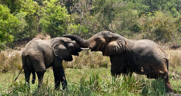 Safaris de primates en Ruanda - Ovacado Adventures 1