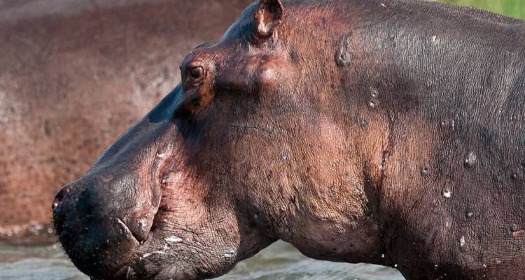 Safaris de primates en Ruanda - Ovacado Adventures 2