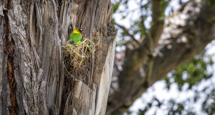 3 jours Tarangire, Ngorongoro Craeter et lac Manyara - Africa Outland Safaris 7