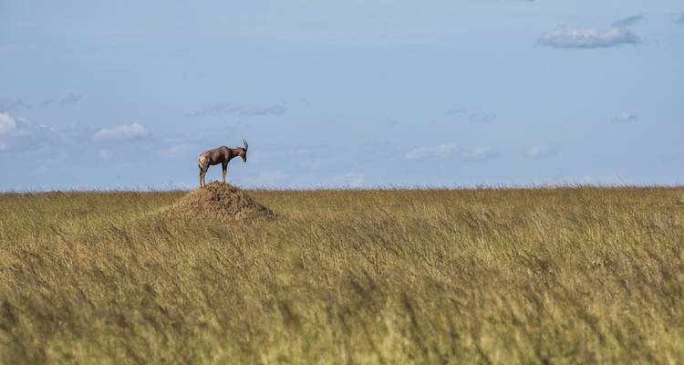 3 jours Tarangire, Ngorongoro Craeter et lac Manyara - Africa Outland Safaris 8